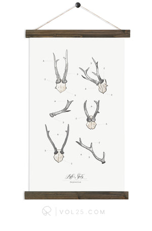 Antler Study Roe |  unique wall hanging art  | More options