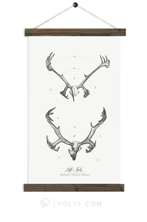 Antler Study Caribou |  unique wall hanging art  | More options