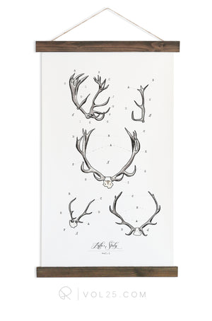 Antler Study Study Vol.1 | Canvas Wall hanging | more options VP101 - vol25