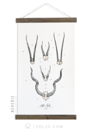 Antler Study Vol.3 | Reverie Collection Scientific Canvas Wall hanging | more options VPR10 - vol25