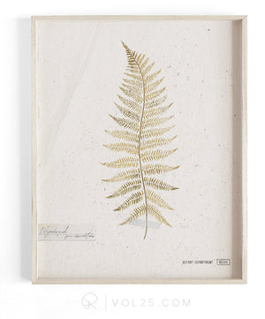 Golden Fern Study vol.1 | Textured Cotton Canvas Art Print, several sizes | VOL25