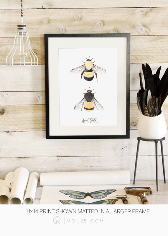 http://www.vol25.com/cdn/shop/products/INSECT_STUDY_BEE_LIFESTYLE_600x.jpg?v=1571438529