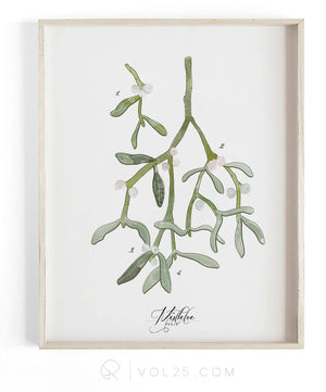 Mistletoe Study Vol.2 | Textured Cotton Canvas Art Print, several sizes | VOL25
