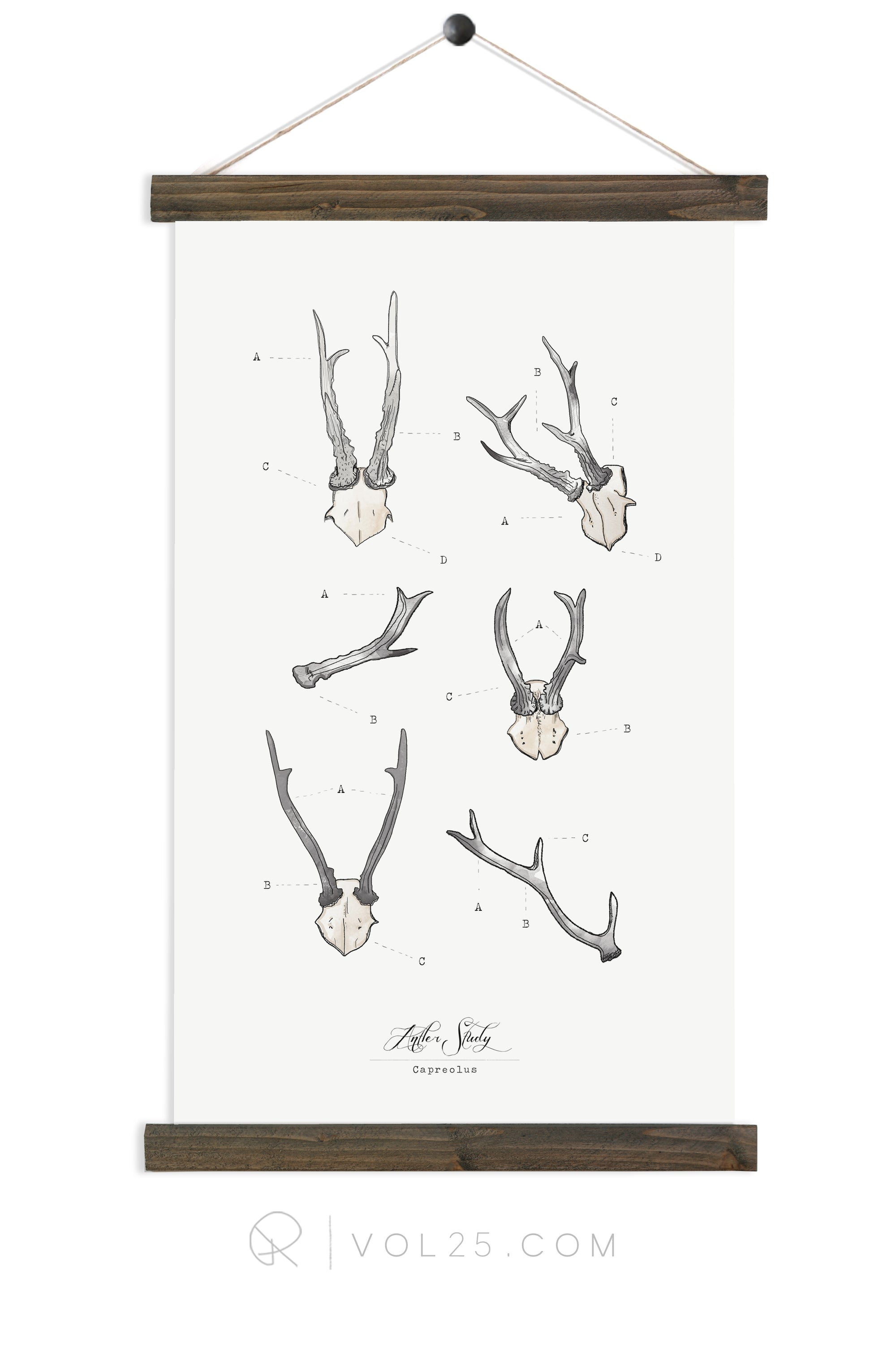Antler Study Roe / Size: LARGE Classic Trim - LAST CHANCE