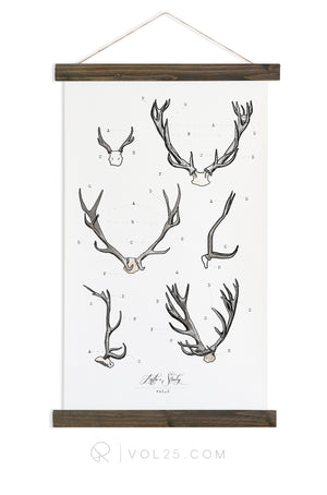 Antler Study Study Vol.2 | Canvas Wall hanging | more options VP201 - vol25
