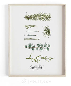 Conifer Study Vol.4 | Textured Cotton Canvas Art Print, several sizes | VOL25