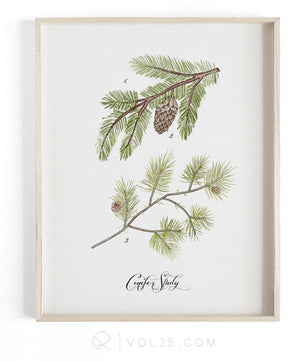 Conifer Study Vol.1 | Scientific Textured Cotton Canvas Art Print | VOL25