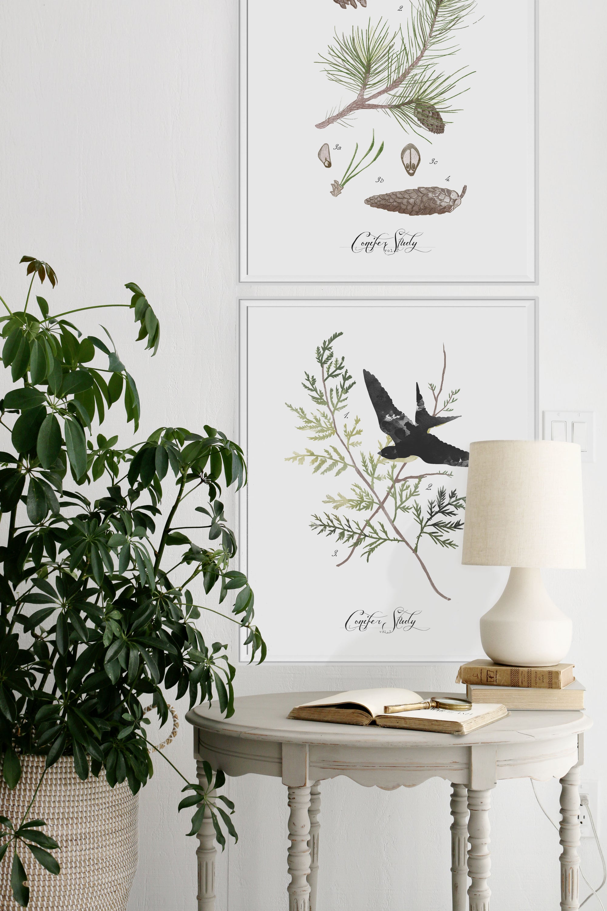 Conifer Study Vol.3 | Textured Cotton Canvas Art Print, 9 sizes | VOL25