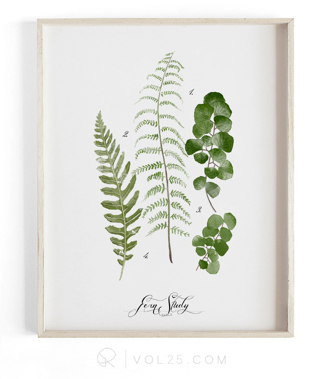 Fern Study Vol.3 | Textured Cotton Canvas Art Print, 10 sizes | VOL25
