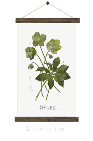 Hellebore Study |  unique wall hanging art  | More options