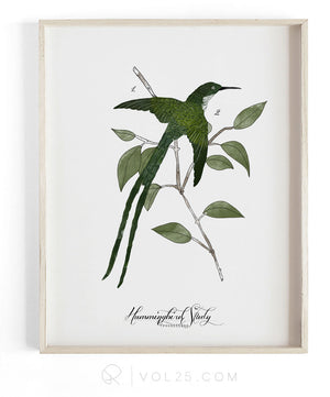 Hummingbird Study | Textured Cotton Canvas Art Print, several sizes | VOL25
