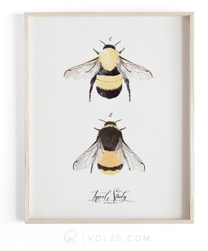 Insect Study Bumble Bee | Unique Art Decor | VOL25