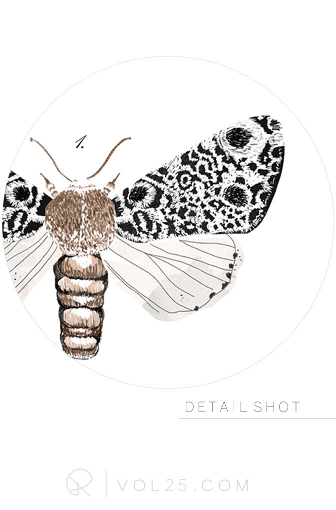 Lepidoptera Study Vol.3 Reverie Collection | Scientific Cotton Canvas Art Print in 4 Sizes | VPR09P - vol25