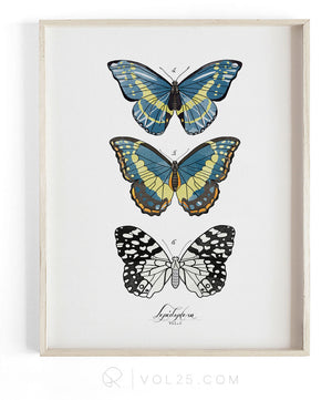 Lepidoptera Study Vol.2 | Scientific Textured Cotton Canvas Art Print | VOL25