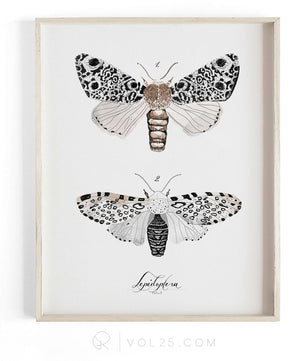 Lepidoptera Study Vol.3 | Scientific Cotton Canvas Art Print | VOL25