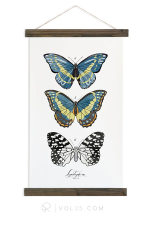 Lepidoptera Study Vol.2 | Scientific Canvas Wall hanging | more options VPL201 - vol25