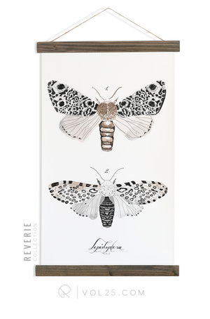 Lepidoptera Study Vol.3 | Reverie Collection Scientific Canvas Wall hanging | more options VPR09 - vol25