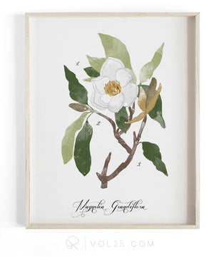 Magnolia Study | Textured Cotton Canvas Art Print, 10 sizes | VOL25