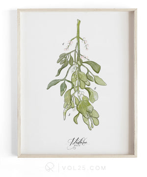 Mistletoe Study | Seasonal Art Decor -Textured Cotton Canvas Art Print | VOL25