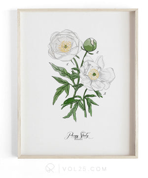 Peony Study White | Scientific Textured Cotton Canvas Art Print | VOL25