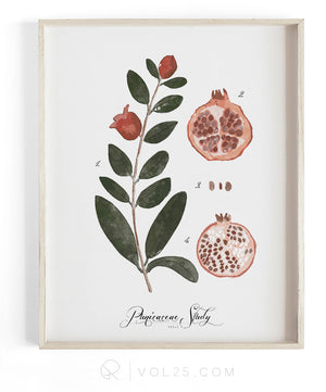 Pomegranate Study | Textured Cotton Canvas Art Print, several sizes | VOL25