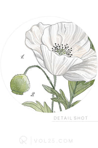Poppy Study Vol.2 Reverie Collection | Scientific Cotton Canvas Art Print in 4 Sizes | VPR07P - vol25
