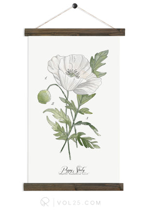 Poppy Study | unique wall hanging art | more options
