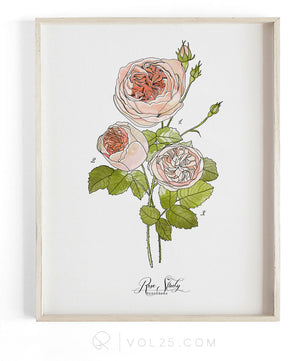 Rose Study Vol.1 | Scientific Textured Cotton Canvas Art Print VOL25