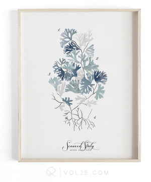 Seaweed Study vol.2 | Unique Art Decor 9 sizes | VOL25
